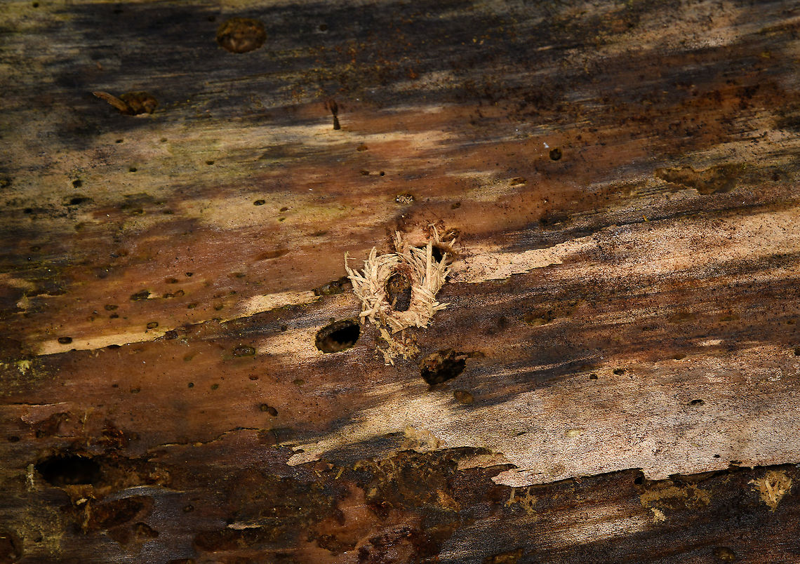 Beetle traces, Heeswijk-Dinther, Netherlands I suspect the drill hole in the middle is possibly a pupa chamber of a longhorn beetle, but I'm unsure. Note that if you zoom in, some of the smaller holes nearby show actual larvae. Europe,Heeswijk-Dinther,Netherlands,World