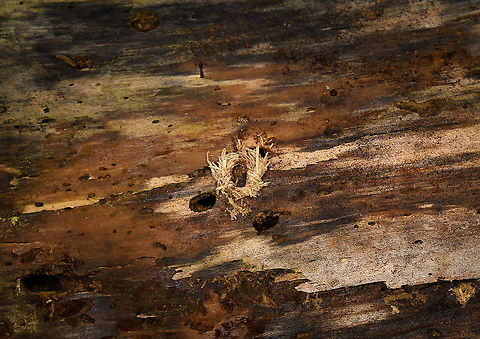 Beetle traces, Heeswijk-Dinther, Netherlands I suspect the drill hole in the middle is possibly a pupa chamber of a longhorn beetle, but I'm unsure. Note that if you zoom in, some of the smaller holes nearby show actual larvae. Europe,Heeswijk-Dinther,Netherlands,World