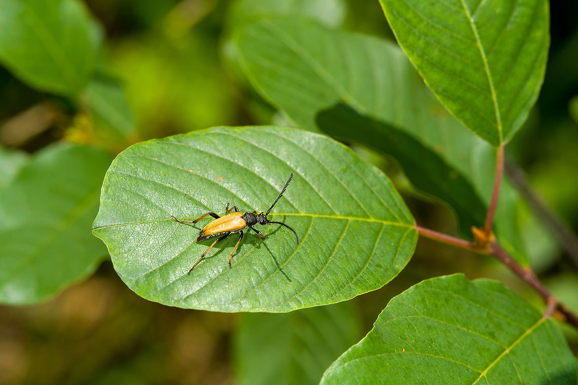 Red-brown Longhorn Beetle on leaf, Heeswijk-Dinther, Netherlands Found quite a few on this day. Europe,Heeswijk-Dinther,Netherlands,Red-brown Longhorn Beetle,Stictoleptura rubra,World