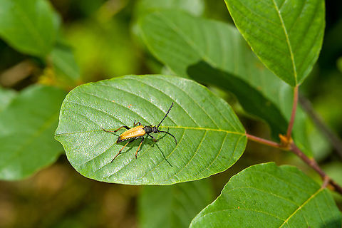 Red-brown Longhorn Beetle on leaf, Heeswijk-Dinther, Netherlands Found quite a few on this day. Europe,Heeswijk-Dinther,Netherlands,Red-brown Longhorn Beetle,Stictoleptura rubra,World