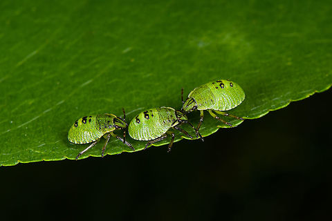 Green shield bug - 3rd instar, Heeswijk-Dinther, Netherlands I believe this to be the 3rd (out of 5) instar of the species. Reference used:
https://www.flickr.com/photos/ashe/2370195401 Europe,Green shield bug,Heeswijk-Dinther,Netherlands,Palomena prasina,World