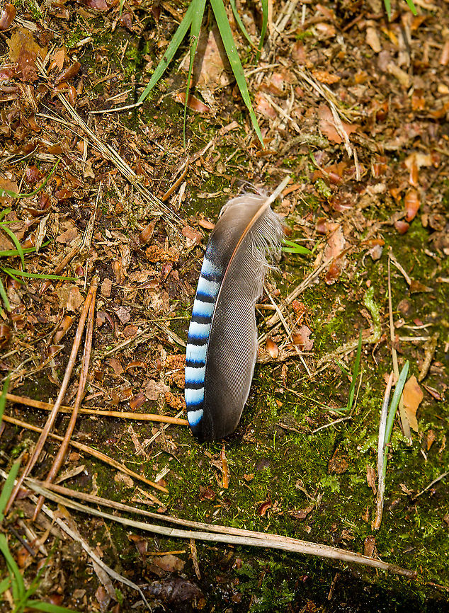 Feather of Eurasian Jay, Heeswijk-Dinther, Netherlands Garrulus glandarius. Probably one of the easiest feathers to recognize in the Netherlands. To see it in context:<br />
<figure class="photo"><a href="https://www.jungledragon.com/image/32556/eurasian_jay_stretching_hoenderloo.html" title="Eurasian Jay stretching, Hoenderloo"><img src="https://s3.amazonaws.com/media.jungledragon.com/images/2/32556_thumb.jpg?AWSAccessKeyId=05GMT0V3GWVNE7GGM1R2&Expires=1769040010&Signature=%2BnKJMgK6EEi92hTWjNsFUg6EgxE%3D" width="200" height="138" alt="Eurasian Jay stretching, Hoenderloo  Eurasian Jay,Garrulus glandarius,Geotagged,Hoenderloo,Netherlands,Summer" /></a></figure> Europe,Heeswijk-Dinther,Netherlands,World