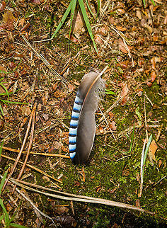 Feather of Eurasian Jay, Heeswijk-Dinther, Netherlands Garrulus glandarius. Probably one of the easiest feathers to recognize in the Netherlands. To see it in context:
https://www.jungledragon.com/image/32556/eurasian_jay_stretching_hoenderloo.html Europe,Heeswijk-Dinther,Netherlands,World