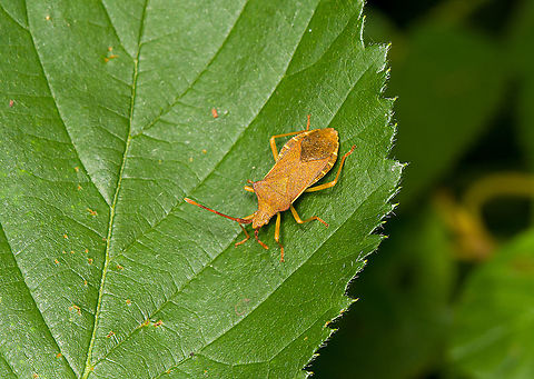 Box bug, Heeswijk-Dinther, Netherlands  Europe,Gonocerus acuteangulatus,Heeswijk-Dinther,Netherlands,World