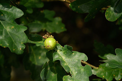 Cherry Gall Wasp, Heeswijk-Dinther, Netherlands Interesting fact about this species is that they have two generations per year, where the winter generation is much smaller in size than the spring generation. Due to this, they were considered separate species in earlier times. Cynips quercusfolii,Europe,Heeswijk-Dinther,Netherlands,World