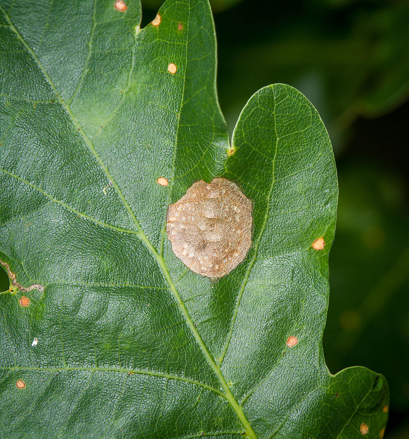 Leaf miner on oak leaf, Heeswijk-Dinther, Netherlands  Europe,Heeswijk-Dinther,Netherlands,World