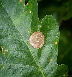 Leaf miner on oak leaf, Heeswijk-Dinther, Netherlands  Europe,Heeswijk-Dinther,Netherlands,World
