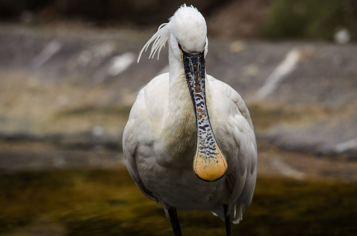 Eurasian Spoonbill at Antwerpen zoo With a clear view on its highly decorative spoon. Antwerpen,Eurasian Spoonbill,Platalea leucorodia