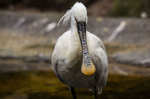 Eurasian Spoonbill at Antwerpen zoo With a clear view on its highly decorative spoon. Antwerpen,Eurasian Spoonbill,Platalea leucorodia