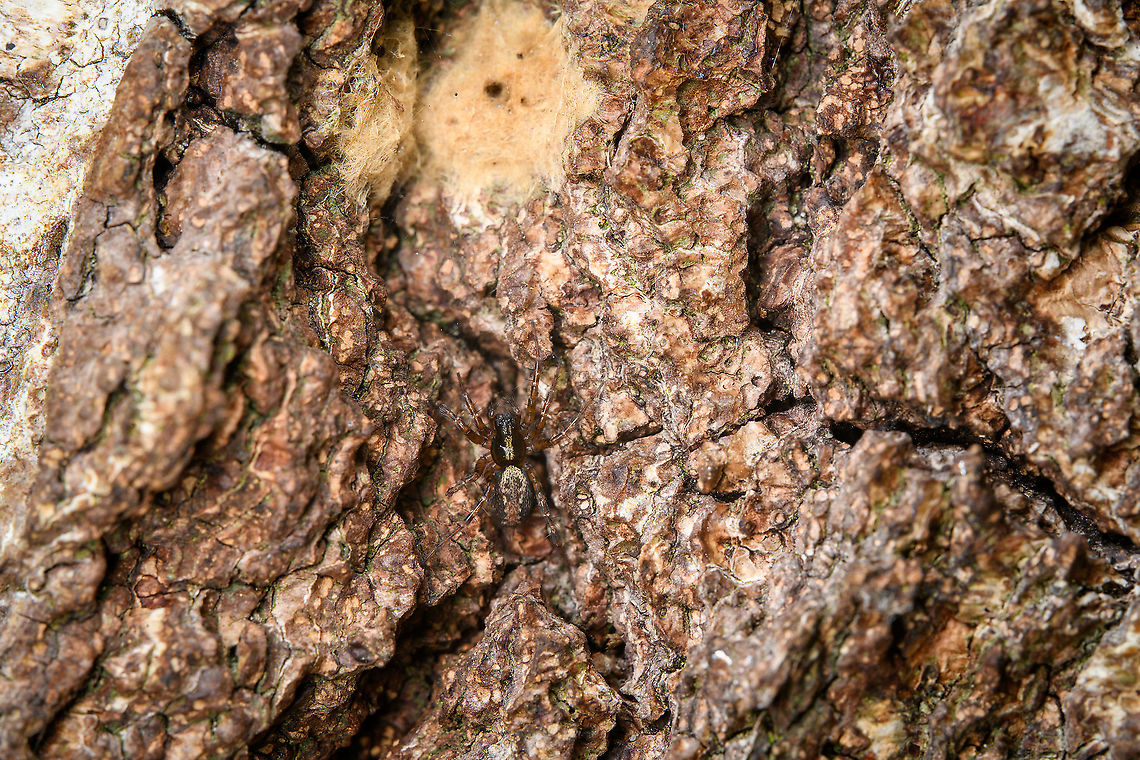 Toothed Weaver on bark, Heeswijk-Dinther, Netherlands A small spider (6-8mm, sexes are similar) found on bark, with dutch common name: "Common Tail Spider".<br />
I'm unsure if the egg sac at the top of the photo belongs to the spider. The species' description states that the egg sac is usually well hidden, so it seems unlikely. Yet the spider did seem to have a keen interest in it.<br />
<br />
The bark is of a pine tree, likely Pinus sylvestris.<br />
<br />
<figure class="photo"><a href="https://www.jungledragon.com/image/119981/toothed_weaver_on_bark_-_closeup_heeswijk-dinther_netherlands.html" title="Toothed Weaver on bark - closeup, Heeswijk-Dinther, Netherlands"><img src="https://s3.amazonaws.com/media.jungledragon.com/images/2/119981_thumb.jpg?AWSAccessKeyId=05GMT0V3GWVNE7GGM1R2&Expires=1759968010&Signature=adOSkpiCYfON%2B9VXen%2FVO%2FZrdGg%3D" width="200" height="188" alt="Toothed Weaver on bark - closeup, Heeswijk-Dinther, Netherlands A small spider (6-8mm, sexes are similar) found on bark, with dutch common name: "Common Tail Spider".<br />
https://www.jungledragon.com/image/119980/toothed_weaver_on_bark_heeswijk-dinther_netherlands.html Europe,Heeswijk-Dinther,Netherlands,Textrix dendiculata,Textrix denticulata,World" /></a></figure> Europe,Heeswijk-Dinther,Netherlands,Textrix denticulata,World