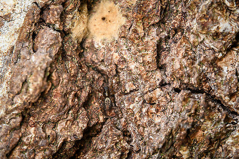 Toothed Weaver on bark, Heeswijk-Dinther, Netherlands A small spider (6-8mm, sexes are similar) found on bark, with dutch common name: "Common Tail Spider".
I'm unsure if the egg sac at the top of the photo belongs to the spider. The species' description states that the egg sac is usually well hidden, so it seems unlikely. Yet the spider did seem to have a keen interest in it.

The bark is of a pine tree, likely Pinus sylvestris.

https://www.jungledragon.com/image/119981/toothed_weaver_on_bark_-_closeup_heeswijk-dinther_netherlands.html Europe,Heeswijk-Dinther,Netherlands,Textrix denticulata,World