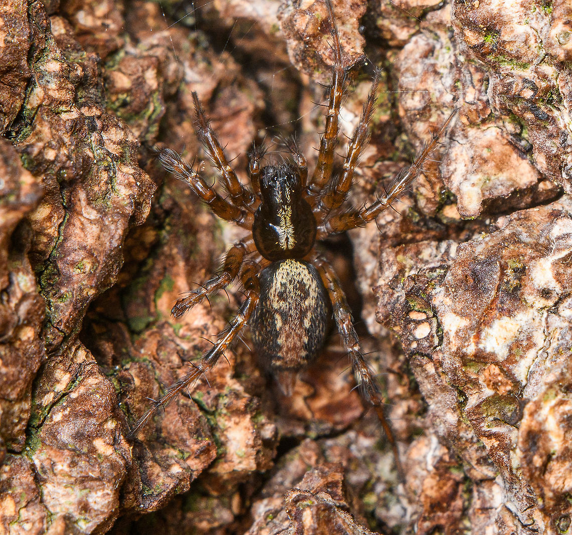 Toothed Weaver on bark - closeup, Heeswijk-Dinther, Netherlands A small spider (6-8mm, sexes are similar) found on bark, with dutch common name: &quot;Common Tail Spider&quot;.<br />
<figure class="photo"><a href="https://www.jungledragon.com/image/119980/toothed_weaver_on_bark_heeswijk-dinther_netherlands.html" title="Toothed Weaver on bark, Heeswijk-Dinther, Netherlands"><img src="https://s3.amazonaws.com/media.jungledragon.com/images/2/119980_thumb.jpg?AWSAccessKeyId=05GMT0V3GWVNE7GGM1R2&Expires=1759968010&Signature=Un3cYm9PfHSKUqWJx67%2BKIl7TEE%3D" width="200" height="134" alt="Toothed Weaver on bark, Heeswijk-Dinther, Netherlands A small spider (6-8mm, sexes are similar) found on bark, with dutch common name: &quot;Common Tail Spider&quot;.<br />
I&#039;m unsure if the egg sac at the top of the photo belongs to the spider. The species&#039; description states that the egg sac is usually well hidden, so it seems unlikely. Yet the spider did seem to have a keen interest in it.<br />
<br />
The bark is of a pine tree, likely Pinus sylvestris.<br />
<br />
https://www.jungledragon.com/image/119981/toothed_weaver_on_bark_-_closeup_heeswijk-dinther_netherlands.html Europe,Heeswijk-Dinther,Netherlands,Textrix denticulata,World" /></a></figure> Europe,Heeswijk-Dinther,Netherlands,Textrix dendiculata,Textrix denticulata,World