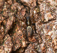 Toothed Weaver on bark - closeup, Heeswijk-Dinther, Netherlands A small spider (6-8mm, sexes are similar) found on bark, with dutch common name: "Common Tail Spider".<br />
https://www.jungledragon.com/image/119980/toothed_weaver_on_bark_heeswijk-dinther_netherlands.html Europe,Heeswijk-Dinther,Netherlands,Textrix dendiculata,Textrix denticulata,World