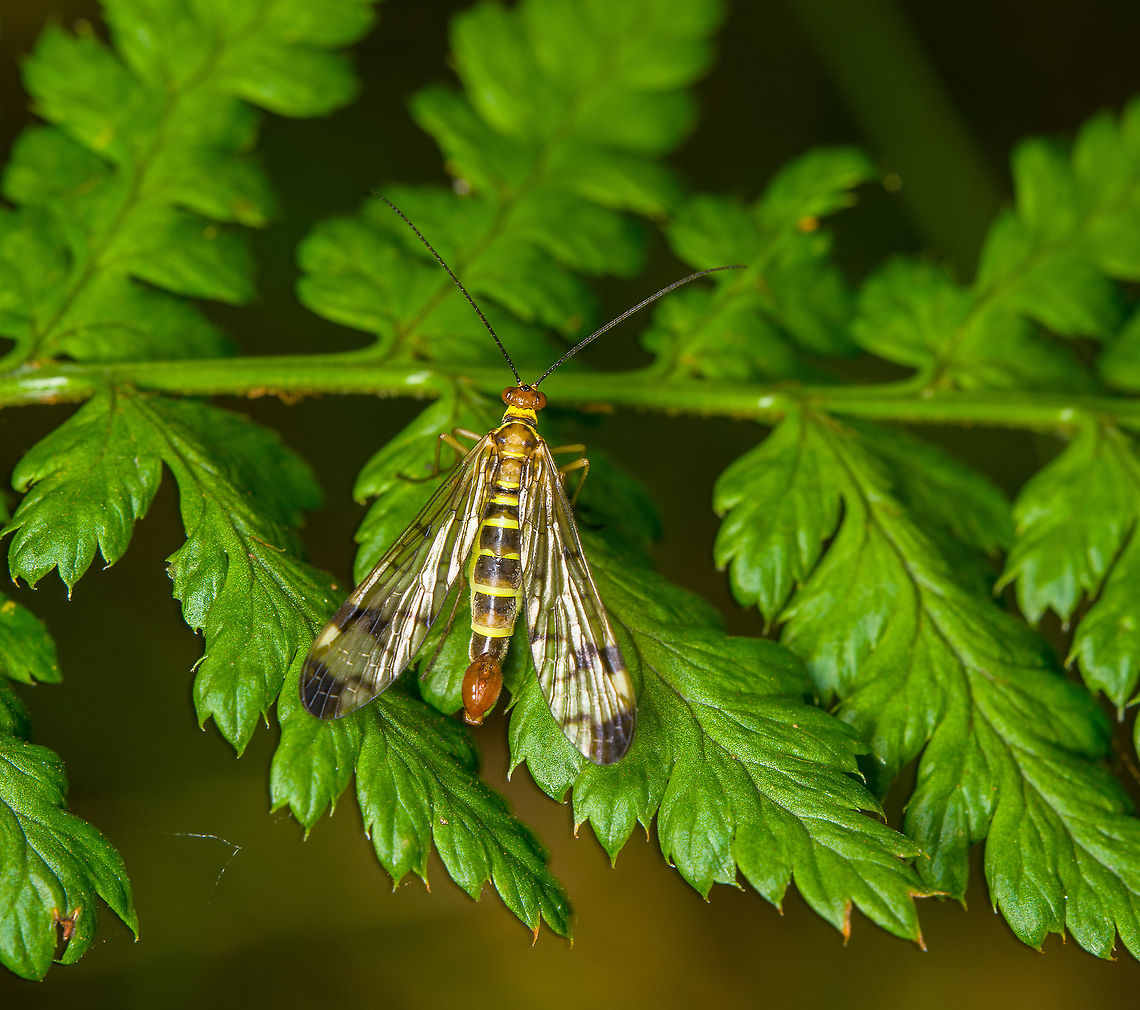 Male Panorpa cognata scorpionfly, Heeswijk-Dinther, Netherlands  Europe,Heeswijk-Dinther,Netherlands,Panorpa cognata,World