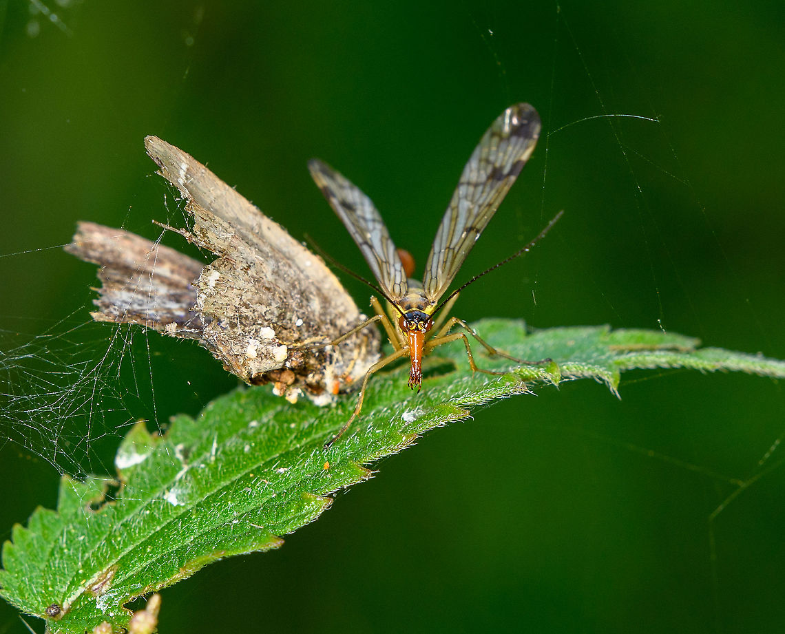 Male Panorpa cognata scavenging A defensive pose of this scorpionfly, where it may be protecting a food item. Scorpionflies are known to scavenge dead insects and also raid spider cog webs for prey. These could be the remains of a moth, although I&#039;m not fully sure. Europe,Heeswijk-Dinther,Netherlands,Panorpa cognata,World