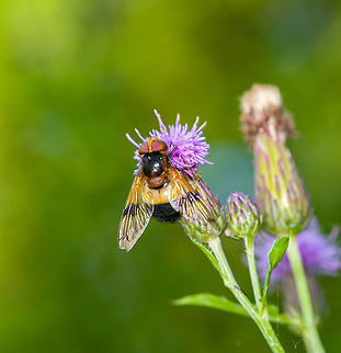Pellucid Hover Fly, Heeswijk-Dinther, Netherlands An attractive hoverfly with an orange face and ivory band, named "white giant" or "ivory hoverfly" in dutch. Its mimicry suggests a bumble bee, likely to protect it against birds. It can easily be distinguished for us, as hover flies have only one pair of wings whilst wasps and bees have two pairs. I think this is the female, as males look darker. Here it is feeding on thistle.
https://www.jungledragon.com/image/119996/pellucid_hover_fly_-_feeding_heeswijk-dinther_netherlands.html
https://www.jungledragon.com/image/119995/pellucid_hover_fly_-_side_view_heeswijk-dinther_netherlands.html Europe,Heeswijk-Dinther,Netherlands,Pellucid Hover Fly,Volucella pellucens,World