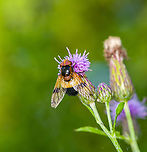 Pellucid Hover Fly, Heeswijk-Dinther, Netherlands An attractive hoverfly with an orange face and ivory band, named "white giant" or "ivory hoverfly" in dutch. Its mimicry suggests a bumble bee, likely to protect it against birds. It can easily be distinguished for us, as hover flies have only one pair of wings whilst wasps and bees have two pairs. I think this is the female, as males look darker. Here it is feeding on thistle.<br />
https://www.jungledragon.com/image/119996/pellucid_hover_fly_-_feeding_heeswijk-dinther_netherlands.html<br />
https://www.jungledragon.com/image/119995/pellucid_hover_fly_-_side_view_heeswijk-dinther_netherlands.html Europe,Heeswijk-Dinther,Netherlands,Pellucid Hover Fly,Volucella pellucens,World