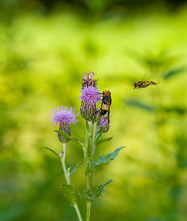 Pellucid Hover Fly - side view, Heeswijk-Dinther, Netherlands An attractive hoverfly with an orange face and ivory band, named "white giant" or "ivory hoverfly" in dutch. Its mimicry suggests a bumble bee, likely to protect it against birds. It can easily be distinguished for us, as hover flies have only one pair of wings whilst wasps and bees have two pairs. I think this is the female, as males look darker. Here it is feeding on thistle.
https://www.jungledragon.com/image/119996/pellucid_hover_fly_-_feeding_heeswijk-dinther_netherlands.html
https://www.jungledragon.com/image/119994/pellucid_hover_fly_heeswijk-dinther_netherlands.html Europe,Heeswijk-Dinther,Netherlands,Pellucid Hover Fly,Volucella pellucens,World