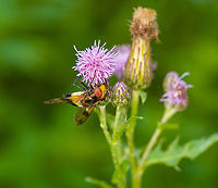 Pellucid Hover Fly - feeding, Heeswijk-Dinther, Netherlands An attractive hoverfly with an orange face and ivory band, named "white giant" or "ivory hoverfly" in dutch. Its mimicry suggests a bumble bee, likely to protect it against birds. It can easily be distinguished for us, as hover flies have only one pair of wings whilst wasps and bees have two pairs. I think this is the female, as males look darker. Here it is feeding on thistle.<br />
https://www.jungledragon.com/image/119995/pellucid_hover_fly_-_side_view_heeswijk-dinther_netherlands.html<br />
https://www.jungledragon.com/image/119994/pellucid_hover_fly_heeswijk-dinther_netherlands.html Europe,Heeswijk-Dinther,Netherlands,Pellucid Hover Fly,Volucella pellucens,World