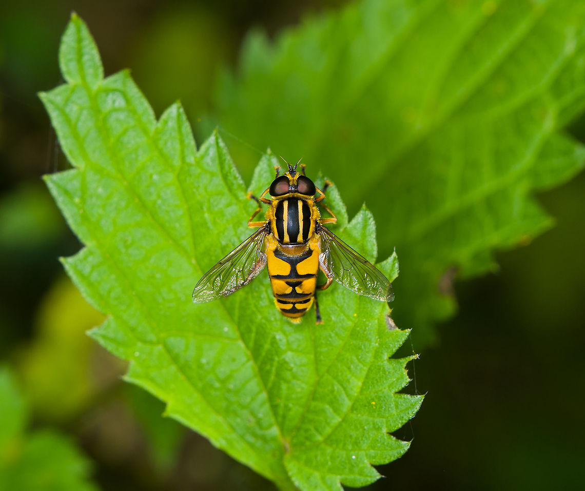 Sun Fly resting, Heeswijk-Dinther, Netherlands  Europe,Heeswijk-Dinther,Helophilus pendulus,Netherlands,Sun Fly,World