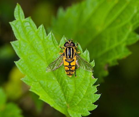 Sun Fly resting, Heeswijk-Dinther, Netherlands  Europe,Heeswijk-Dinther,Helophilus pendulus,Netherlands,Sun Fly,World