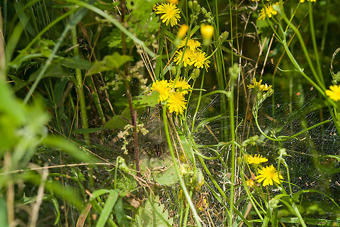 Labyrinth Spider in habitat An overview shot of the massive and highly complex web structure of this labyrinth spider. In this instance, touching any vegetation in a 2-3m radius will surely trigger the spider. In this scene, its standing on the entry of its deeper tunnel, which is used as a hideout and safe place to feed. You'll often see various body parts near the entrance.

There's also a bonus crab spider in the scene, for the zoomers :)
https://www.jungledragon.com/image/120001/labyrinth_spider_crop.html Agelena labyrinthica,Europe,Heeswijk-Dinther,Netherlands,World