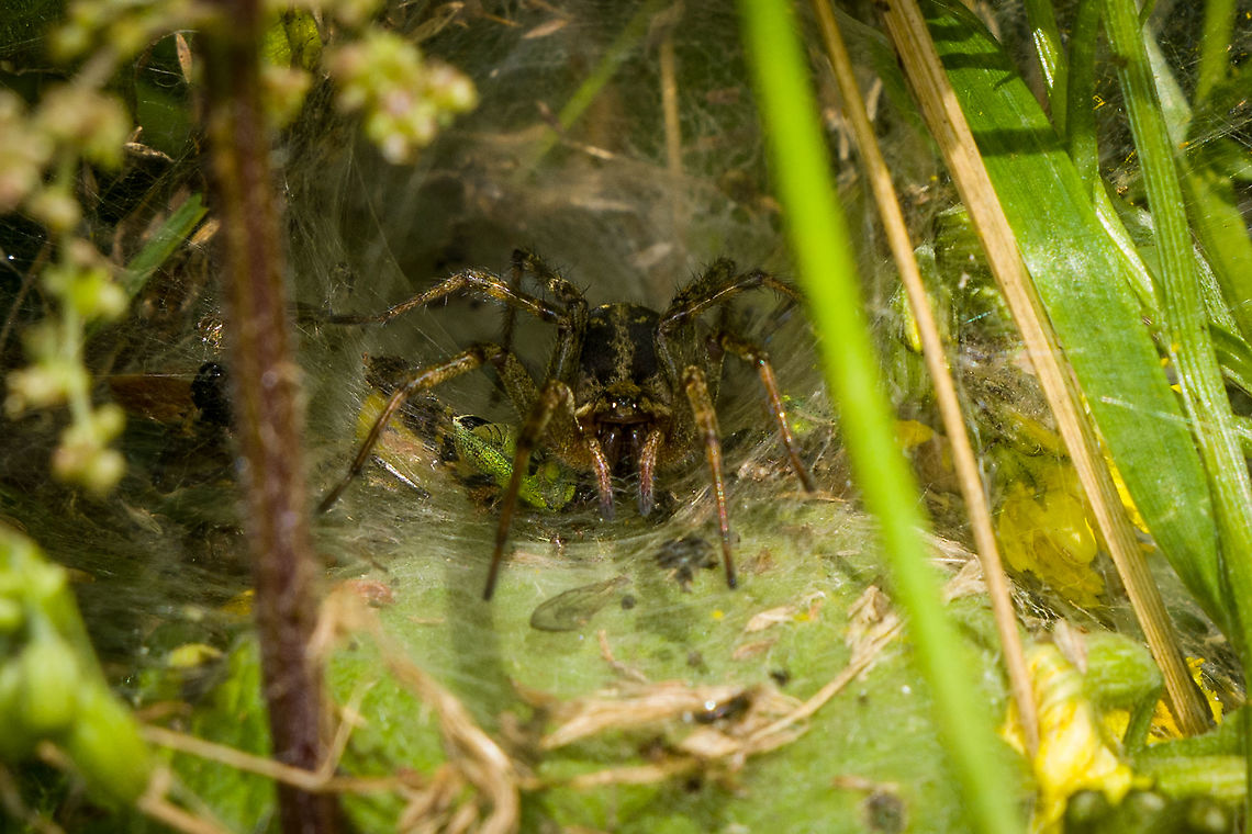 Labyrinth Spider (crop) More info and context in this overview photo:<br />
<figure class="photo"><a href="https://www.jungledragon.com/image/120000/labyrinth_spider_in_habitat.html" title="Labyrinth Spider in habitat"><img src="https://s3.amazonaws.com/media.jungledragon.com/images/2/120000_thumb.jpg?AWSAccessKeyId=05GMT0V3GWVNE7GGM1R2&Expires=1767225610&Signature=utb2LdDIgvOqxWHoHwqo3F0aBjg%3D" width="200" height="134" alt="Labyrinth Spider in habitat An overview shot of the massive and highly complex web structure of this labyrinth spider. In this instance, touching any vegetation in a 2-3m radius will surely trigger the spider. In this scene, its standing on the entry of its deeper tunnel, which is used as a hideout and safe place to feed. You&#039;ll often see various body parts near the entrance.<br />
<br />
There&#039;s also a bonus crab spider in the scene, for the zoomers :)<br />
https://www.jungledragon.com/image/120001/labyrinth_spider_crop.html Agelena labyrinthica,Europe,Heeswijk-Dinther,Netherlands,World" /></a></figure> Agelena labyrinthica,Europe,Heeswijk-Dinther,Netherlands,World