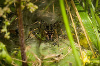 Labyrinth Spider (crop) More info and context in this overview photo:<br />
https://www.jungledragon.com/image/120000/labyrinth_spider_in_habitat.html Agelena labyrinthica,Europe,Heeswijk-Dinther,Netherlands,World