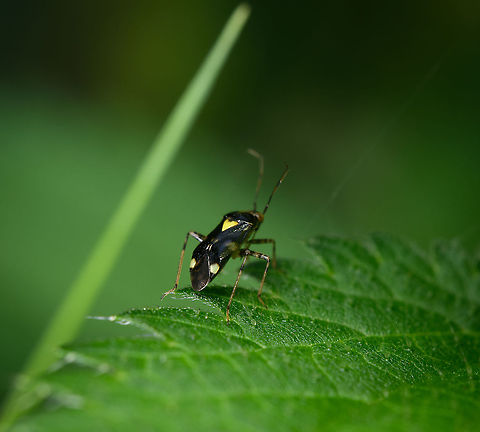 Liocoris tripustulatus, Heeswijk-Dinther, Netherlands Sorry, I could not get a better angle before it fled the scene. Europe,Heeswijk-Dinther,Liocoris tripustulatus,Netherlands,World