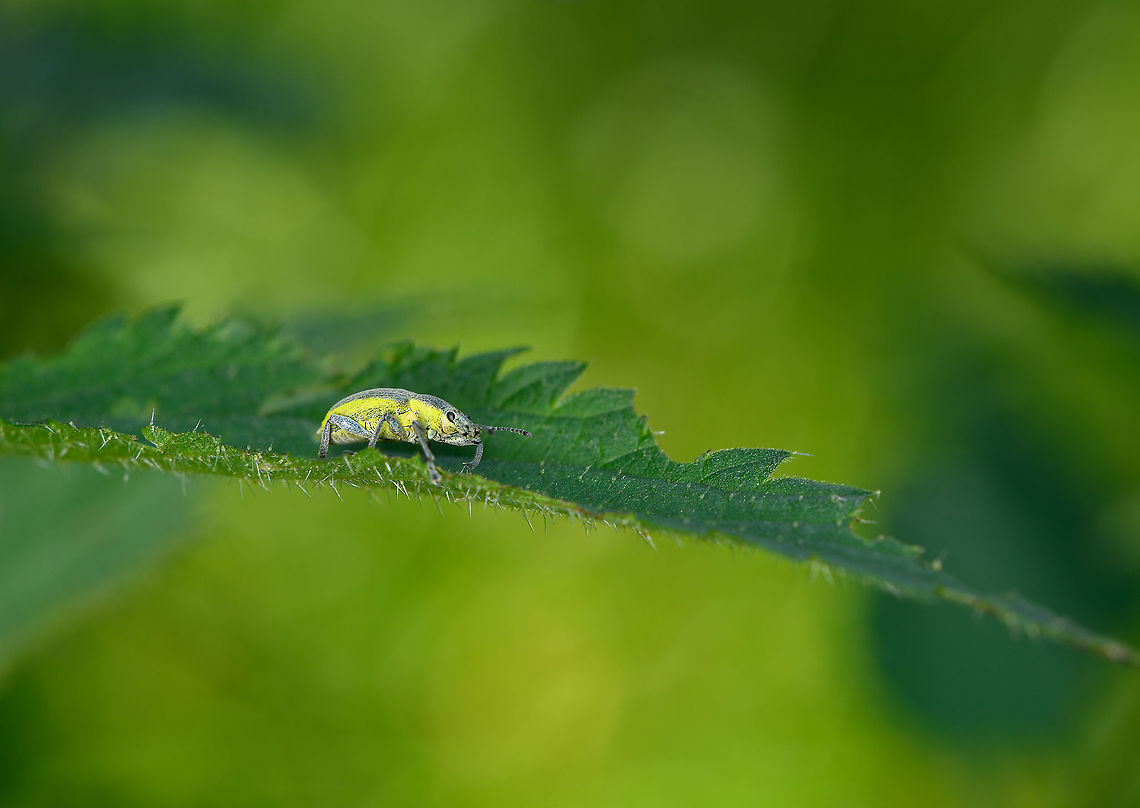 Chlorophanus viridis, Heeswijk-Dinther, Netherlands On nettle.<br />
<figure class="photo"><a href="https://www.jungledragon.com/image/120006/chlorophanus_viridis_-_closeup_heeswijk-dinther_netherlands.html" title="Chlorophanus viridis - closeup, Heeswijk-Dinther, Netherlands"><img src="https://s3.amazonaws.com/media.jungledragon.com/images/2/120006_thumb.jpg?AWSAccessKeyId=05GMT0V3GWVNE7GGM1R2&Expires=1769040010&Signature=9Mjf2P2XEbneRoc5UqTCChUOINw%3D" width="200" height="166" alt="Chlorophanus viridis - closeup, Heeswijk-Dinther, Netherlands On nettle.<br />
https://www.jungledragon.com/image/120005/chlorophanus_viridis_heeswijk-dinther_netherlands.html Chlorophanus viridis,Europe,Heeswijk-Dinther,Netherlands,World" /></a></figure> Chlorophanus viridis,Europe,Heeswijk-Dinther,Netherlands,World