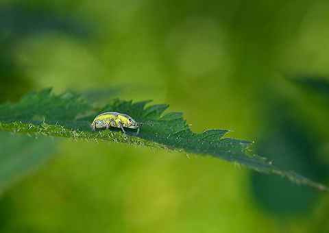 Chlorophanus viridis, Heeswijk-Dinther, Netherlands On nettle.
https://www.jungledragon.com/image/120006/chlorophanus_viridis_-_closeup_heeswijk-dinther_netherlands.html Chlorophanus viridis,Europe,Heeswijk-Dinther,Netherlands,World