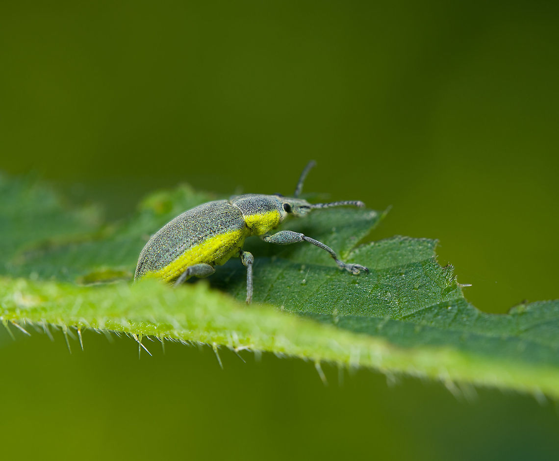 Chlorophanus viridis - closeup, Heeswijk-Dinther, Netherlands On nettle.<br />
<figure class="photo"><a href="https://www.jungledragon.com/image/120005/chlorophanus_viridis_heeswijk-dinther_netherlands.html" title="Chlorophanus viridis, Heeswijk-Dinther, Netherlands"><img src="https://s3.amazonaws.com/media.jungledragon.com/images/2/120005_thumb.jpg?AWSAccessKeyId=05GMT0V3GWVNE7GGM1R2&Expires=1769040010&Signature=rf6uJDxG43MnZCVwpEzUOu%2FXfV8%3D" width="200" height="142" alt="Chlorophanus viridis, Heeswijk-Dinther, Netherlands On nettle.<br />
https://www.jungledragon.com/image/120006/chlorophanus_viridis_-_closeup_heeswijk-dinther_netherlands.html Chlorophanus viridis,Europe,Heeswijk-Dinther,Netherlands,World" /></a></figure> Chlorophanus viridis,Europe,Heeswijk-Dinther,Netherlands,World