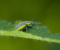 Chlorophanus viridis - closeup, Heeswijk-Dinther, Netherlands On nettle.<br />
https://www.jungledragon.com/image/120005/chlorophanus_viridis_heeswijk-dinther_netherlands.html Chlorophanus viridis,Europe,Heeswijk-Dinther,Netherlands,World