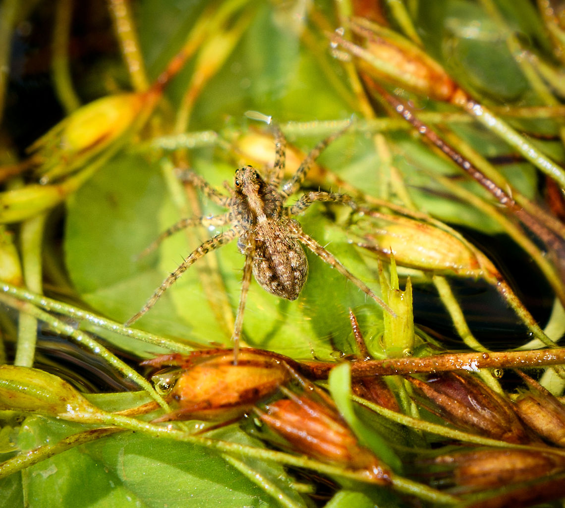Wolf spider hunting on water - closeup, Heeswijk-Dinther, Netherlands <figure class="photo"><a href="https://www.jungledragon.com/image/120036/wolf_spider_hunting_on_water_heeswijk-dinther_netherlands.html" title="Wolf spider hunting on water, Heeswijk-Dinther, Netherlands"><img src="https://s3.amazonaws.com/media.jungledragon.com/images/2/120036_thumb.jpg?AWSAccessKeyId=05GMT0V3GWVNE7GGM1R2&Expires=1769040010&Signature=GcJ1VqMUAFbnVwuoZdiVAGl3KEs%3D" width="200" height="134" alt="Wolf spider hunting on water, Heeswijk-Dinther, Netherlands https://www.jungledragon.com/image/120035/wolf_spider_hunting_on_water_-_closeup_heeswijk-dinther_netherlands.html<br />
I saw a tiny spider rapidly crossing a pond, clearly on the hunt. It's a wolf spider, one of multiple species known to hunt directly on the water surface, where they target small arthropods such as springtails. They have a line of sight of about 10cm in every direction. <br />
<br />
This one is probably in the Pardosa genus, which has many species that can typically not be identified from just a photo. Species in this genus have a raised squarish block head where eyes are strategically placed so that no matter how you look at it, two eyes will always look at you. Europe,Heeswijk-Dinther,Netherlands,World" /></a></figure><br />
I saw a tiny spider rapidly crossing a pond, clearly on the hunt. It's a wolf spider, one of multiple species known to hunt directly on the water surface, where they target small arthropods such as springtails. They have a line of sight of about 10cm in every direction. <br />
<br />
This one is probably in the Pardosa genus, which has many species that can typically not be identified from just a photo. Species in this genus have a raised squarish block head where eyes are strategically placed so that no matter how you look at it, two eyes will always look at you. Europe,Heeswijk-Dinther,Netherlands,World