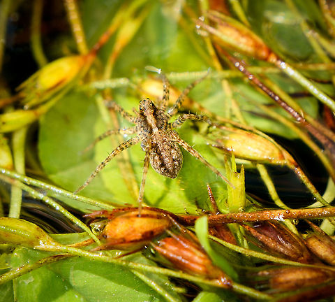 Wolf spider hunting on water - closeup, Heeswijk-Dinther, Netherlands https://www.jungledragon.com/image/120036/wolf_spider_hunting_on_water_heeswijk-dinther_netherlands.html
I saw a tiny spider rapidly crossing a pond, clearly on the hunt. It's a wolf spider, one of multiple species known to hunt directly on the water surface, where they target small arthropods such as springtails. They have a line of sight of about 10cm in every direction. 

This one is probably in the Pardosa genus, which has many species that can typically not be identified from just a photo. Species in this genus have a raised squarish block head where eyes are strategically placed so that no matter how you look at it, two eyes will always look at you. Europe,Heeswijk-Dinther,Netherlands,World