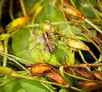 Wolf spider hunting on water - closeup, Heeswijk-Dinther, Netherlands https://www.jungledragon.com/image/120036/wolf_spider_hunting_on_water_heeswijk-dinther_netherlands.html<br />
I saw a tiny spider rapidly crossing a pond, clearly on the hunt. It's a wolf spider, one of multiple species known to hunt directly on the water surface, where they target small arthropods such as springtails. They have a line of sight of about 10cm in every direction. <br />
<br />
This one is probably in the Pardosa genus, which has many species that can typically not be identified from just a photo. Species in this genus have a raised squarish block head where eyes are strategically placed so that no matter how you look at it, two eyes will always look at you. Europe,Heeswijk-Dinther,Netherlands,World