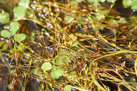 Wolf spider hunting on water, Heeswijk-Dinther, Netherlands https://www.jungledragon.com/image/120035/wolf_spider_hunting_on_water_-_closeup_heeswijk-dinther_netherlands.html
I saw a tiny spider rapidly crossing a pond, clearly on the hunt. It's a wolf spider, one of multiple species known to hunt directly on the water surface, where they target small arthropods such as springtails. They have a line of sight of about 10cm in every direction. 

This one is probably in the Pardosa genus, which has many species that can typically not be identified from just a photo. Species in this genus have a raised squarish block head where eyes are strategically placed so that no matter how you look at it, two eyes will always look at you. Europe,Heeswijk-Dinther,Netherlands,World