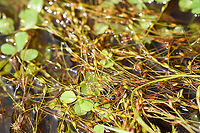 Wolf spider hunting on water, Heeswijk-Dinther, Netherlands https://www.jungledragon.com/image/120035/wolf_spider_hunting_on_water_-_closeup_heeswijk-dinther_netherlands.html<br />
I saw a tiny spider rapidly crossing a pond, clearly on the hunt. It's a wolf spider, one of multiple species known to hunt directly on the water surface, where they target small arthropods such as springtails. They have a line of sight of about 10cm in every direction. <br />
<br />
This one is probably in the Pardosa genus, which has many species that can typically not be identified from just a photo. Species in this genus have a raised squarish block head where eyes are strategically placed so that no matter how you look at it, two eyes will always look at you. Europe,Heeswijk-Dinther,Netherlands,World