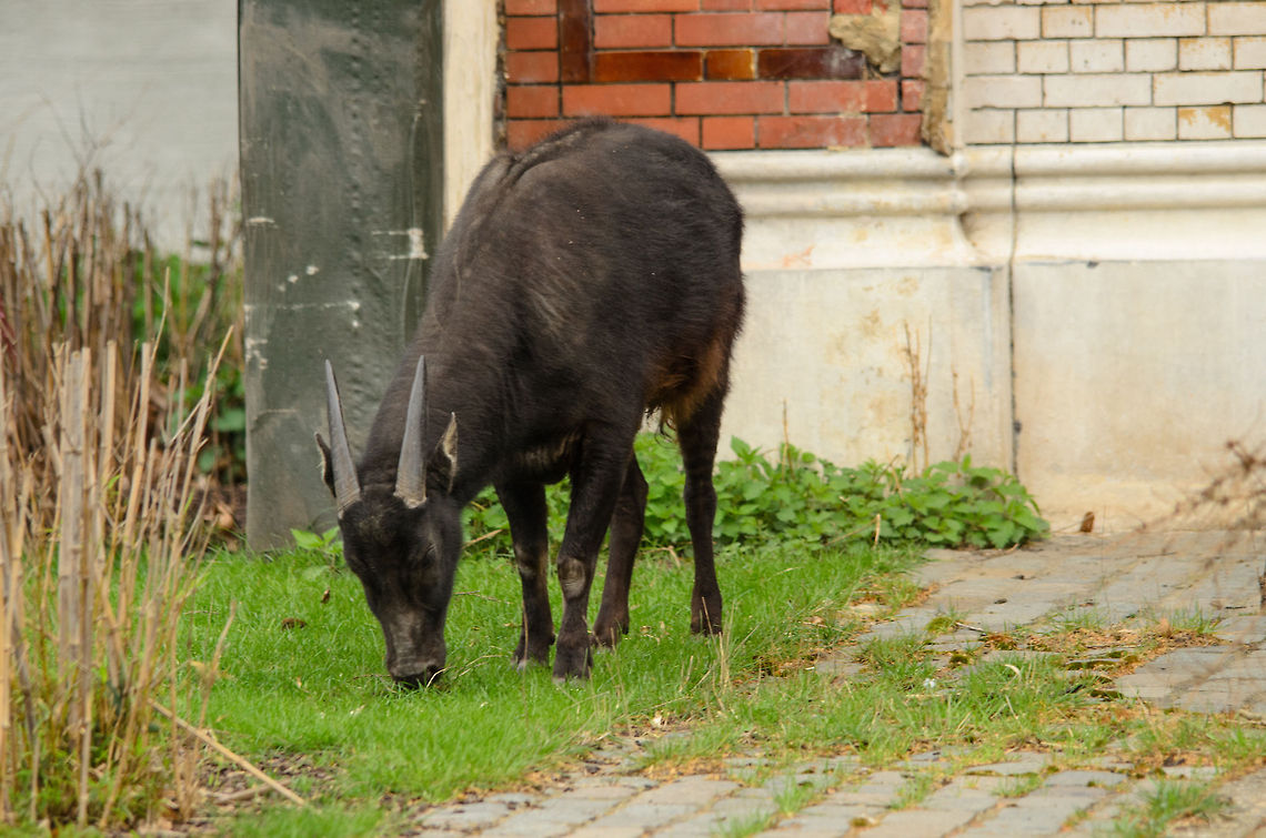 Midget buffalo (Anoa) at Antwerpen Zoo It&#039;s a dull photo yet a very rare species of which there are only a few thousand left. Anoa,Antwerpen,Bubalus quarlesi