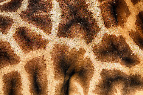 Giraffe Pattern Taken in the Antwerp Zoo. Antwerpen,Giraffa camelopardalis,Giraffe