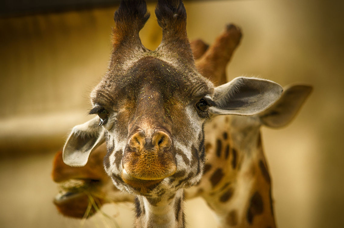Giraffe head closeup  Antwerpen,Giraffa camelopardalis,Giraffe