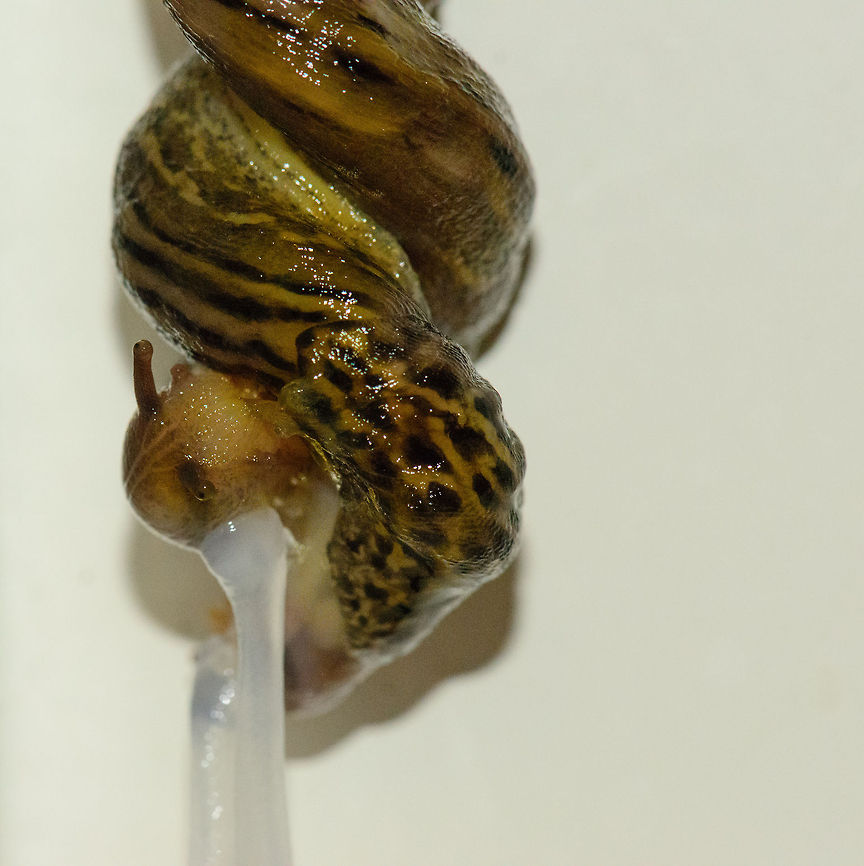 Leopard slug hanging by slime thread It was a bit of a shock finding this hanging on the inside of the door towards our garden. This large Leopard slug was hanging by a slime thread of about a meter long, and it was crawling down, producing large amounts of slime to extend its thread. Kind of like a very slow spiderman (top speed is 6 inches per minute, but only when in a hurry).<br />
<br />
Reading a bit more about the species, it is actually almost always near human settlement, so it is not that surprising to find it. Heesch,Leopard slug,Limax maximus,Macro