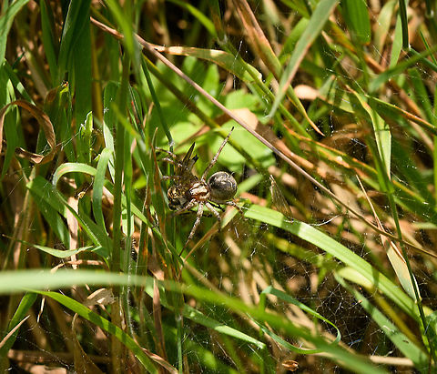 Labyrinth Spider collecting prey, Heeswijk-Dinther, Netherlands The photo is pretty blurry/moved, but still wanted to share it for the behavior on display. These funnel-web spiders tend to spend most of their time waiting in the actual funnel part of the web, which is also where they feed. In this case, the spider went to the far edge of its massive sheet web to collect a prey.

The prey itself being a vicious predator, a robber-fly. Agelena labyrinthica,Europe,Heeswijk-Dinther,Labyrinth Spider,Netherlands,World