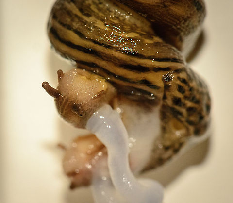 Leopard Slug inhouse It was a bit of a shock finding this hanging on the inside of the door towards our garden. This large Leopard slug was hanging by a slime thread of about a meter long, and it was crawling down, producing large amounts of slime to extend its thread. Kind of like a very slow spiderman (top speed is 6 inches per minute, but only when in a hurry).

Reading a bit more about the species, it is actually almost always near human settlement, so it is not that surprising to find it. Heesch,Leopard slug,Limax maximus,Macro