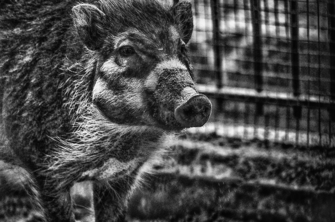 Visayan warty pig at Antwerpen zoo Critically endangered in the wild, and even rare in zoos. Antwerpen,Sus cebifrons,Visayan warty pig