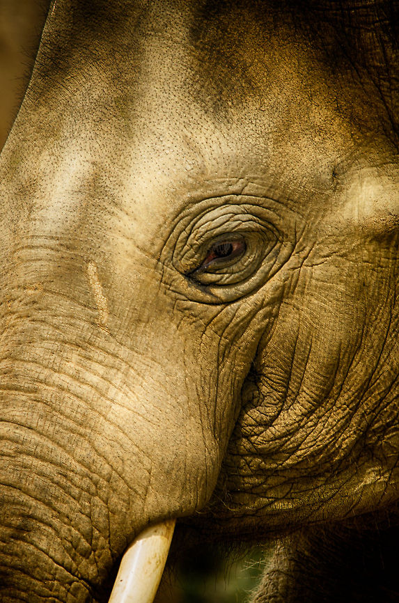 Asian Elephant at Antwerpen Zoo - head closeup  Antwerpen,Asian elephant,Elephas maximus