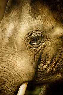 Asian Elephant at Antwerpen Zoo - head closeup  Antwerpen,Asian elephant,Elephas maximus