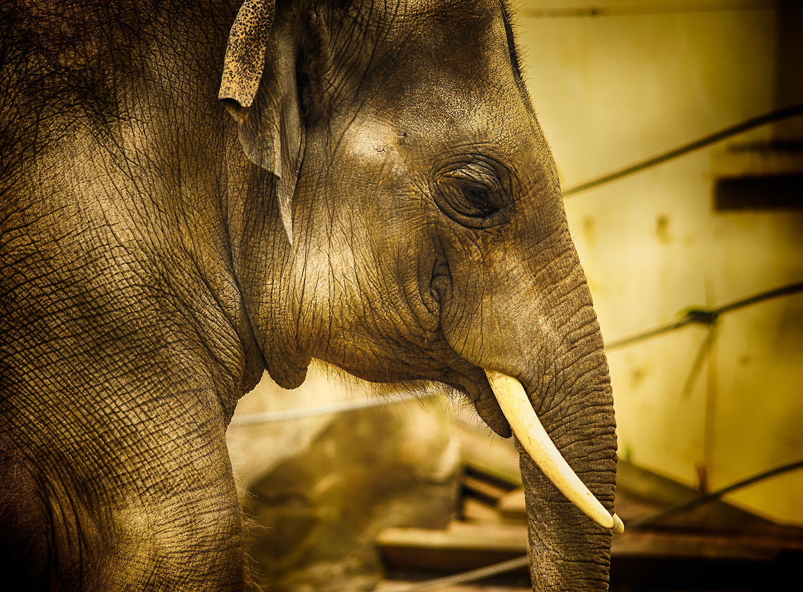 Asian Elephant at Antwerpen Zoo - portrait side view  Antwerpen,Asian elephant,Elephas maximus