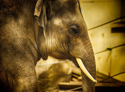 Asian Elephant at Antwerpen Zoo - portrait side view  Antwerpen,Asian elephant,Elephas maximus