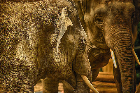 Brothers in arms Could be sisters too, not sure. Captured at the Antwerp Zoo. Antwerpen,Asian elephant,Elephas maximus